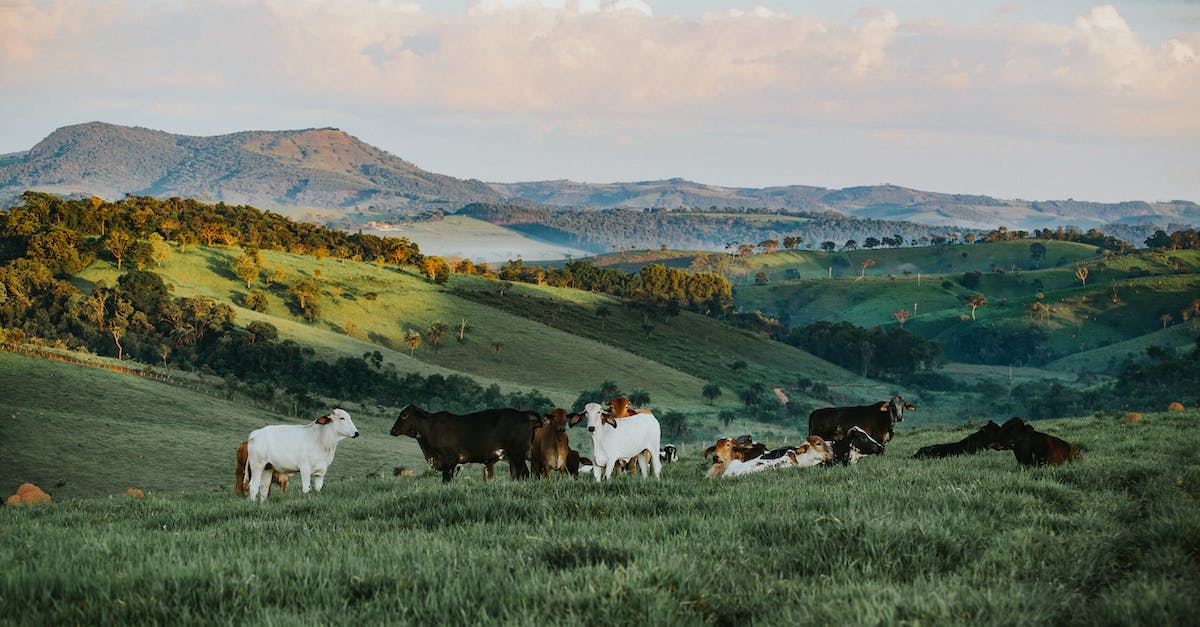 Unforgettable Memories: Highlights of a Week-Long Dude Ranch Vacation
